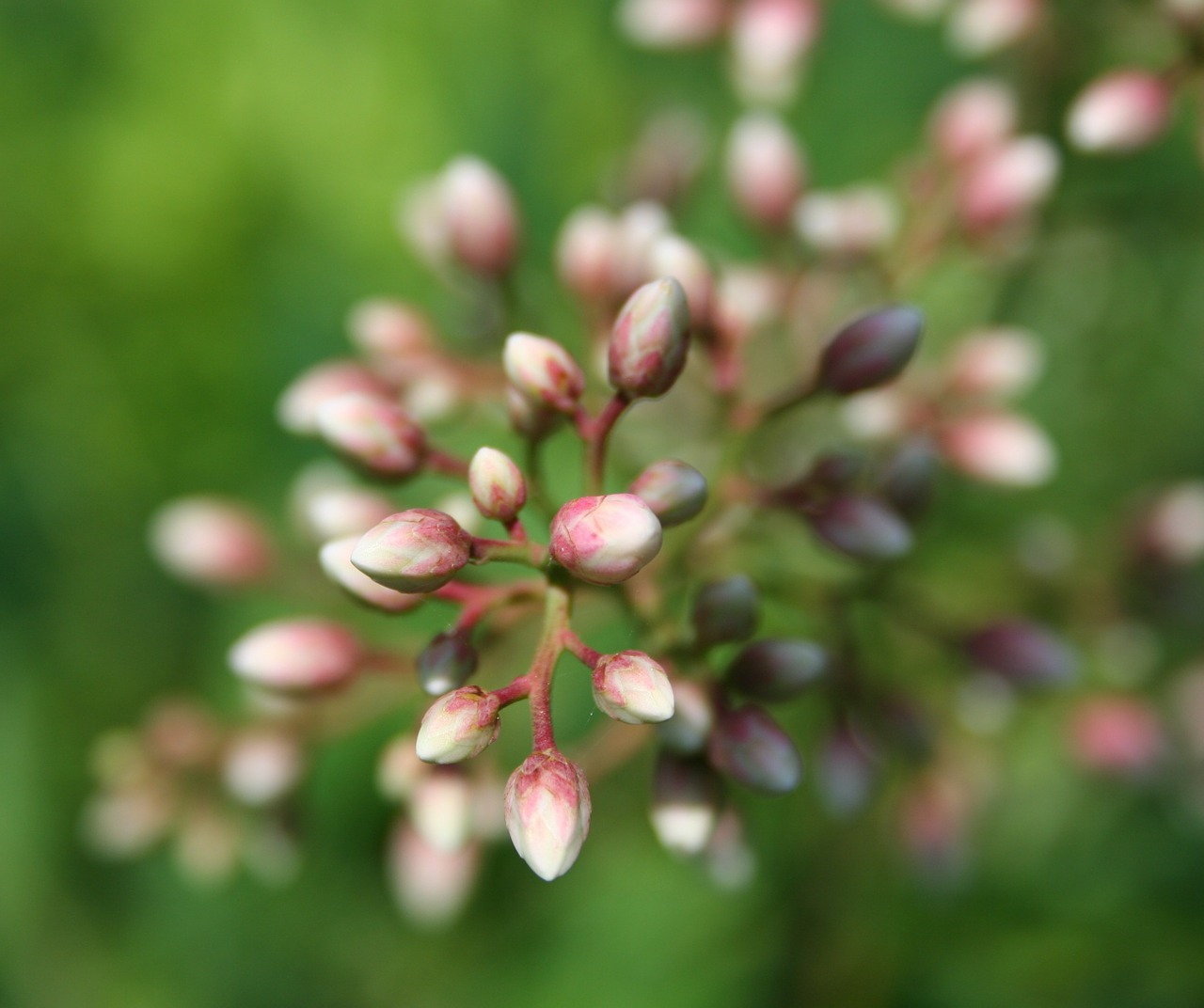 Nandina, Pumpurai, Rožinis, Gėlių, Augalas, Natūralus, Žiedas, Žydėti, Žiedlapis, Botanikos