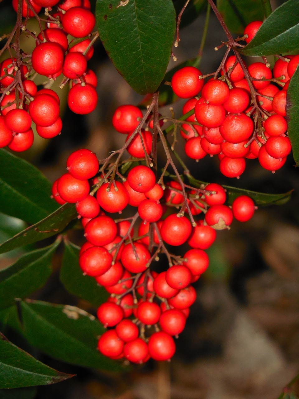 Nandina Uogos, Uogos, Uogos, Raudona, Žalias, Augalas, Lapai, Sodas, Vaisiai, Krūmas