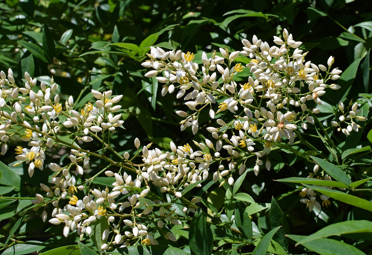 Nandina Gėlės Atidarymo, Dangaus Bambukas, Krūmas, Gėlė, Augalas, Sodas, Gamta, Geltona, Balta, Dekoratyvinis