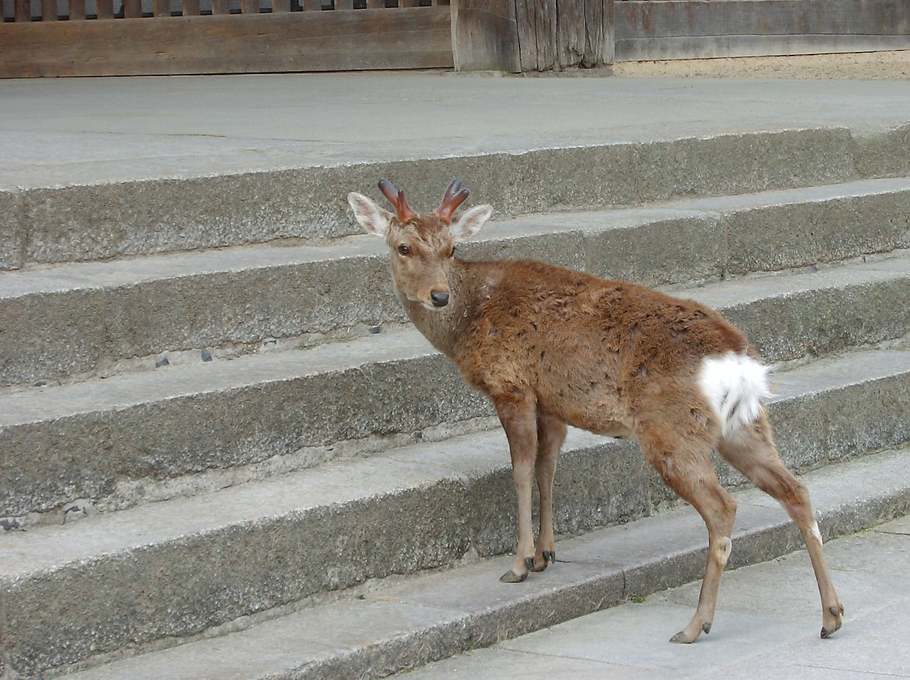 Nara, Elnias, Atsilyginimui, Nemokamos Nuotraukos,  Nemokama Licenzija