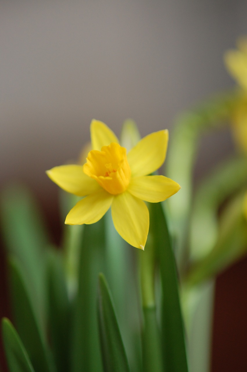 Narcis, Pavasaris, Geltona, Velykų Gėlė, Nemokamos Nuotraukos,  Nemokama Licenzija