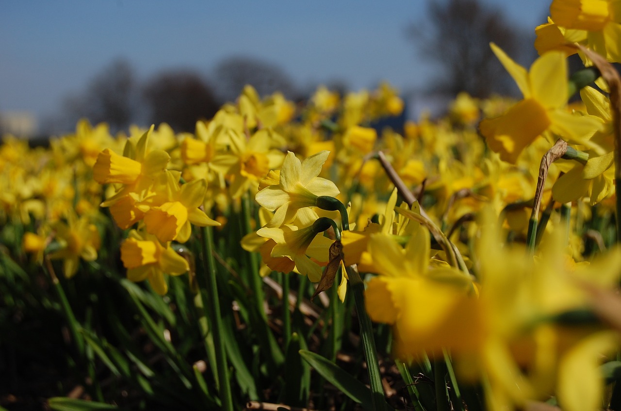 Narcis, Gėlės, Gėlė, Gėlių Laukas, Gamta, Geltona, Nemokamos Nuotraukos,  Nemokama Licenzija