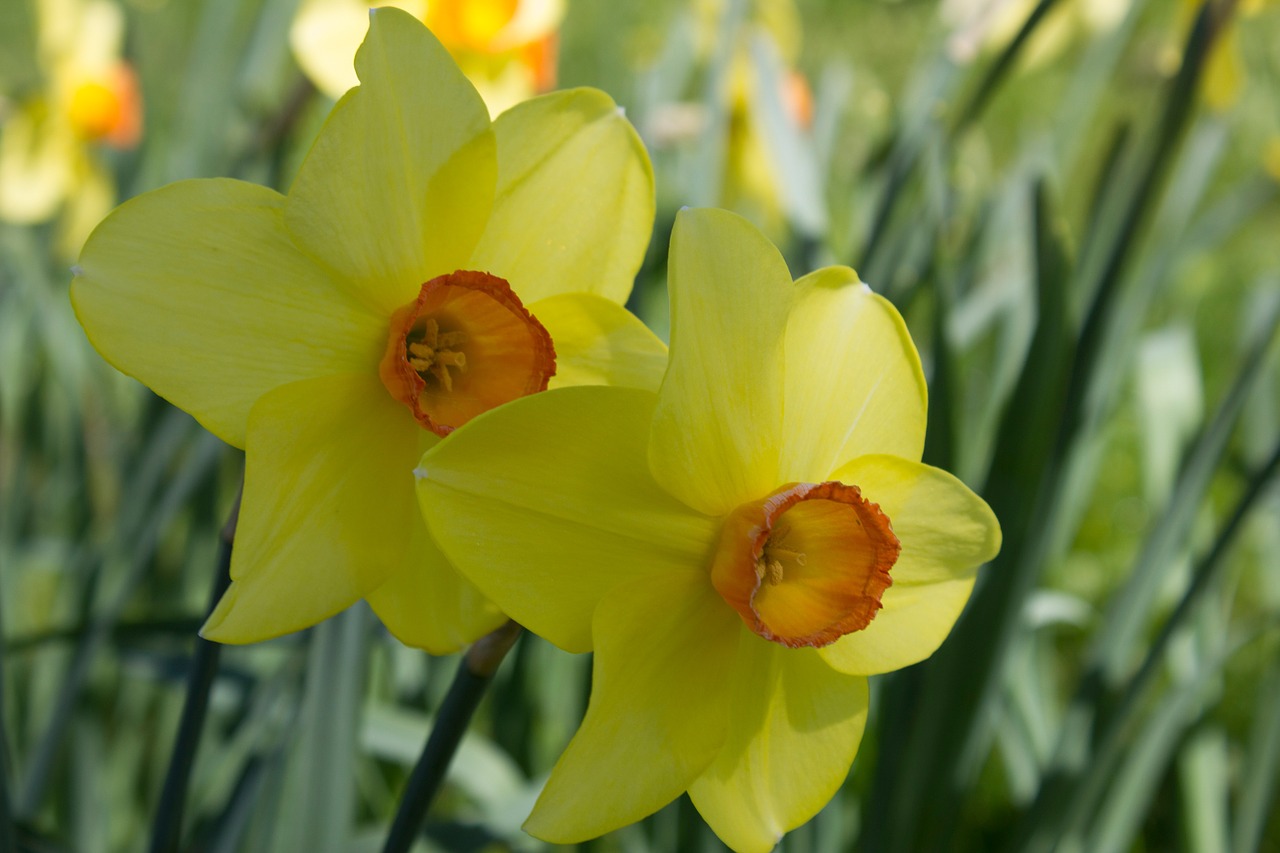 Narcizas, Ankstyvas Bloomer, Pavasario Gėlė, Geltona, Gėlė, Pavasaris, Geltona Gėlė, Gamta, Sodas, Velykos