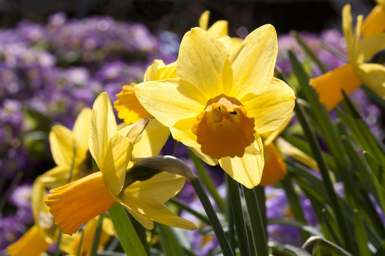 Narcizas, Amarilio Augalas, Daffodil, Velykos, Gėlė, Pavasaris, Lenz, Sodas, Augalas, Geltona