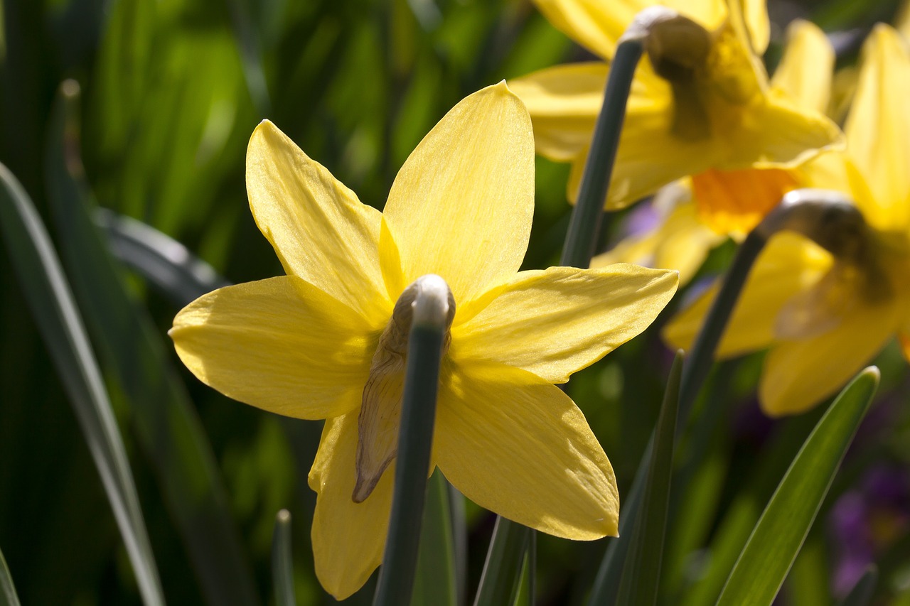 Narcizas, Amarilio Augalas, Daffodil, Velykos, Gėlė, Pavasaris, Lenz, Sodas, Augalas, Geltona