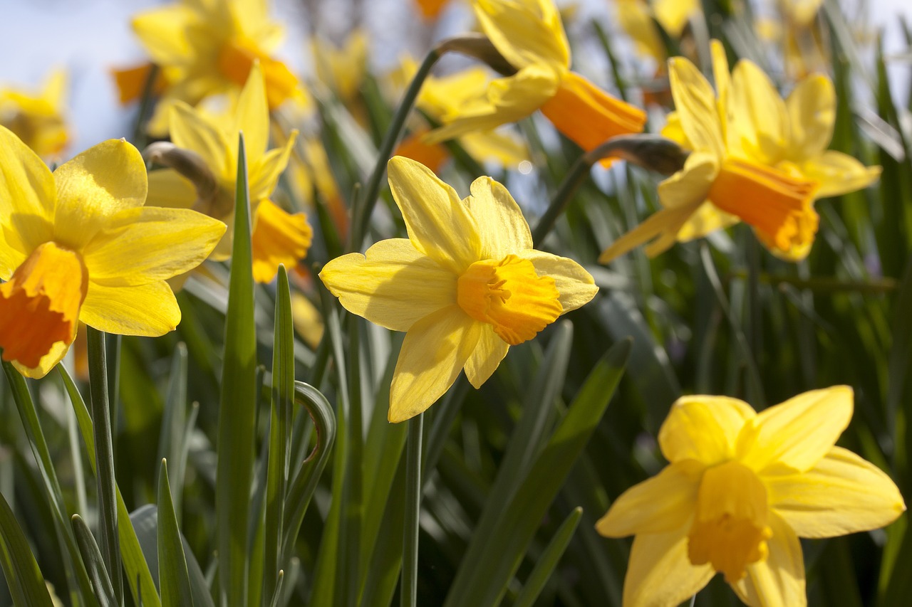 Narcizas, Amarilio Augalas, Daffodil, Velykos, Gėlė, Pavasaris, Lenz, Sodas, Augalas, Geltona