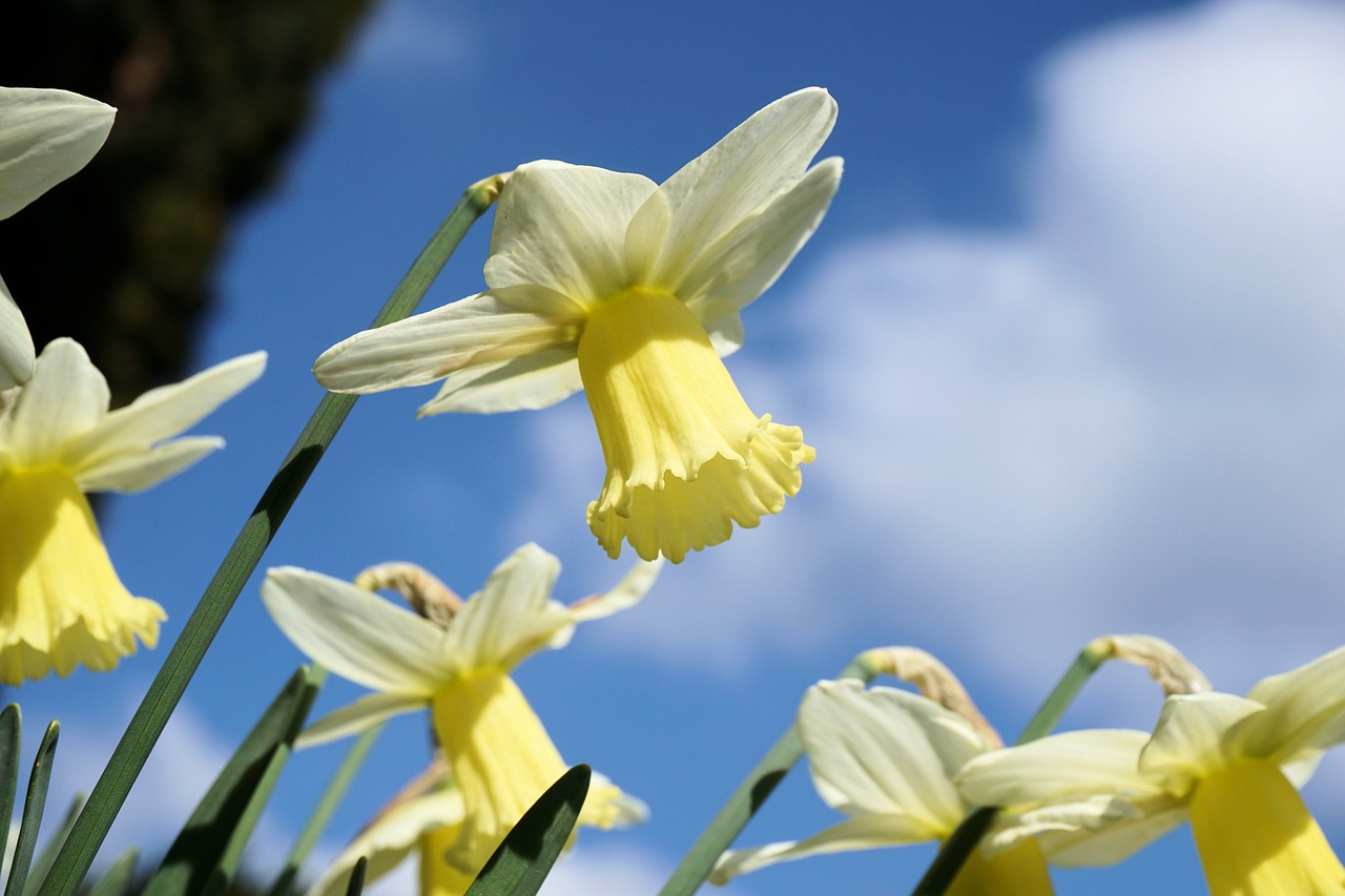 Narcizas, Gėlės, Narcissus Pseudonarcissus, Geltona Gėlė, Uždaryti, Gamta, Geltona, Pavasaris, Velykos, Augalas