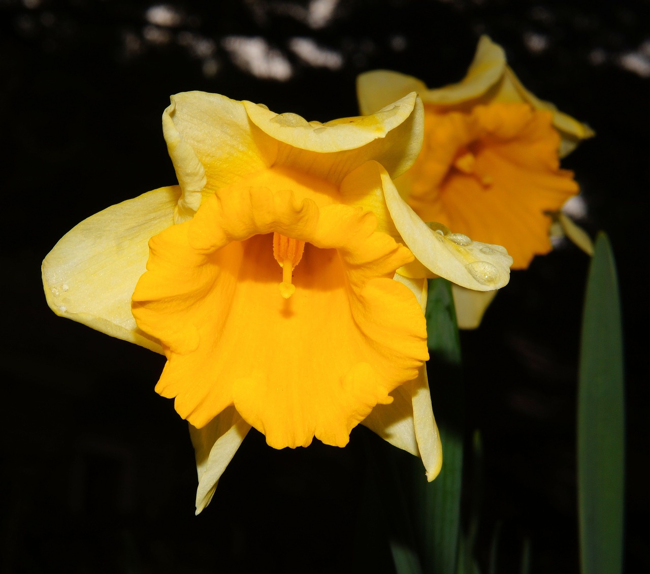 Narcizas, Žiedas, Žydėti, Geltona, Daffodil, Pavasaris, Narcissus Pseudonarcissus, Gėlė, Augalas, Amarilio Augalas