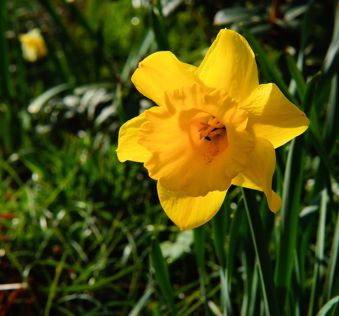 Narcizas, Žiedas, Žydėti, Geltona, Daffodil, Pavasaris, Narcissus Pseudonarcissus, Gėlė, Augalas, Amarilio Augalas