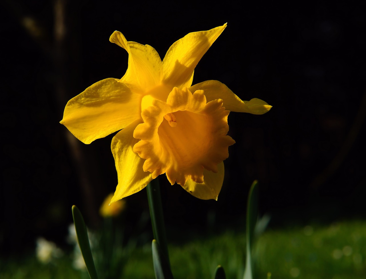Narcizas, Žiedas, Žydėti, Geltona, Daffodil, Pavasaris, Narcissus Pseudonarcissus, Gėlė, Augalas, Amarilio Augalas
