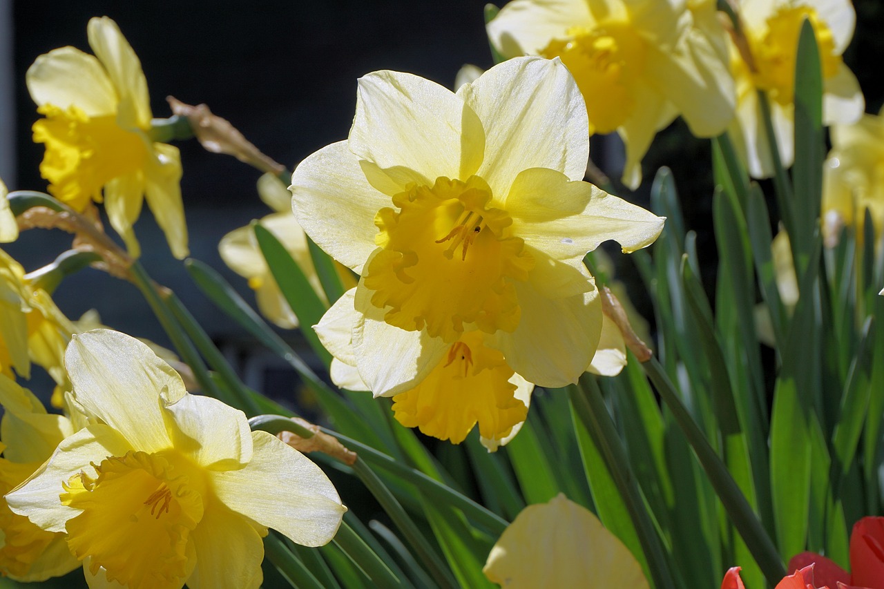 Narcizas, Gėlės, Narcissus Pseudonarcissus, Geltona Gėlė, Uždaryti, Gamta, Geltona, Pavasaris, Velykos, Augalas