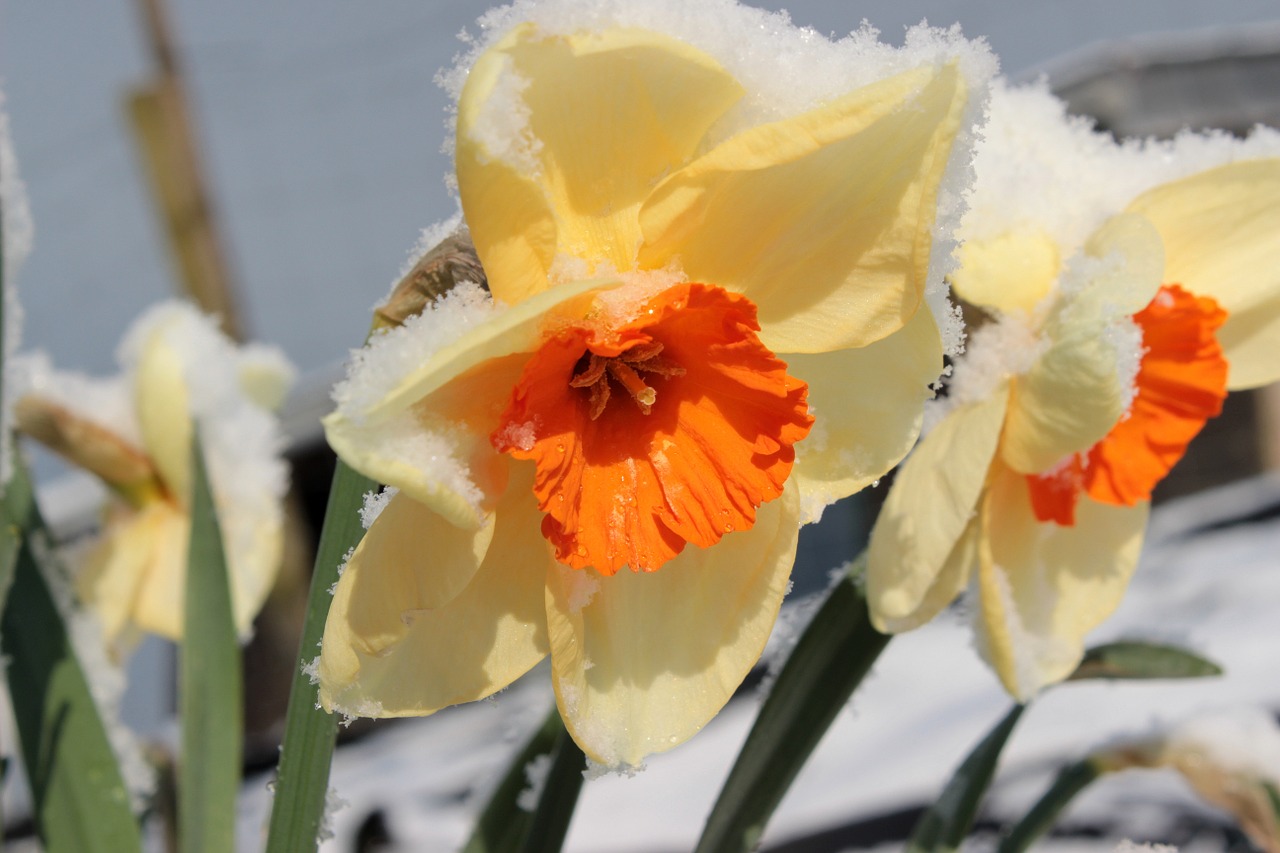 Narcizas, Žiedas, Žydėti, Daffodil, Pavasaris, Geltona Oranžinė, Augalas, Sniegas, Sniego Danga, Šaltas