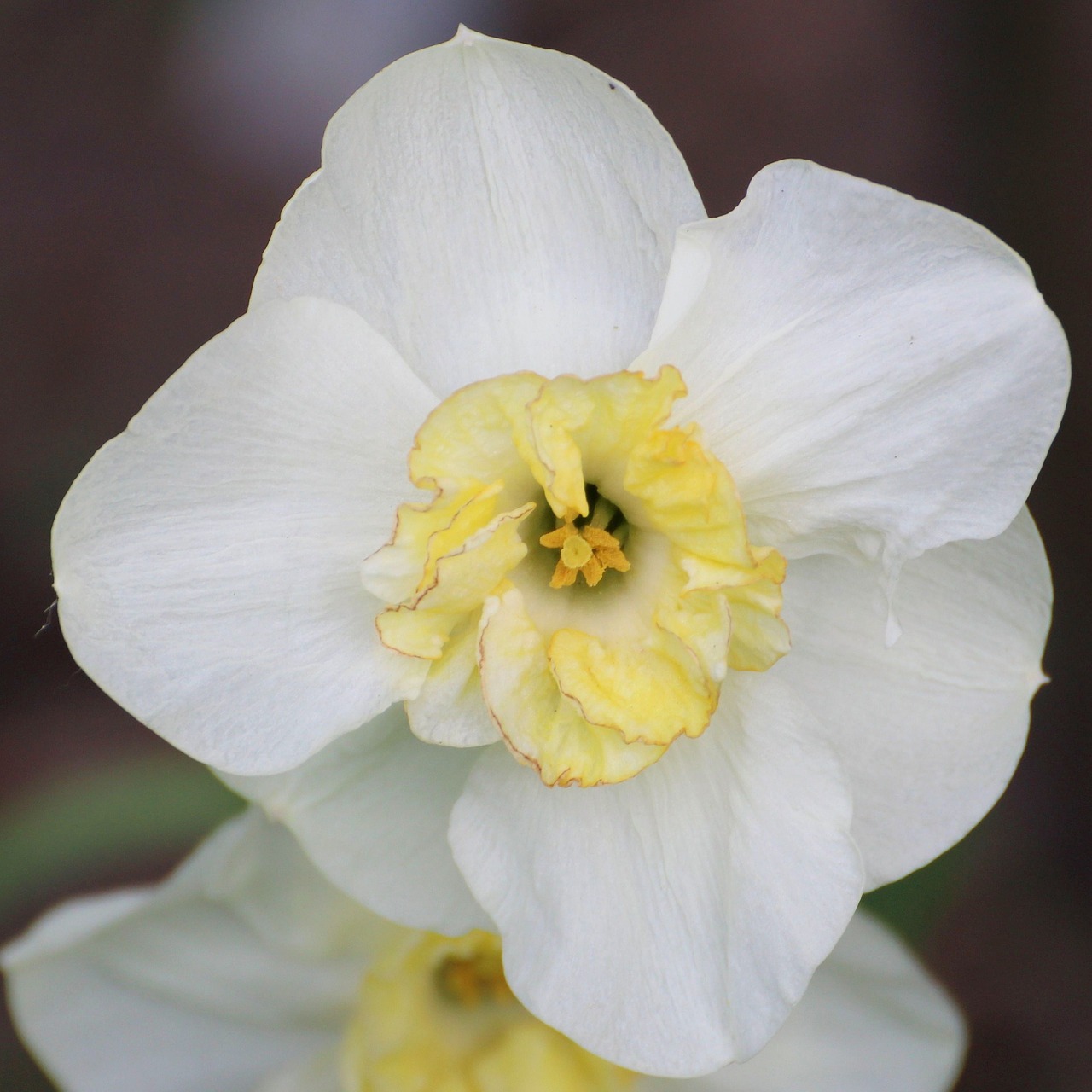 Narcizas, Daffodil, Balta, Žiedas, Žydėti, Pavasaris, Nemokamos Nuotraukos,  Nemokama Licenzija