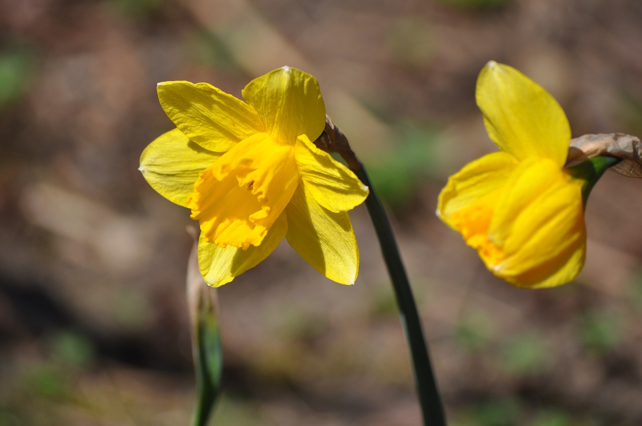 Narcizas, Gėlė, Pavasaris, Geltona, Daffodil, Snaigė, Žiedas, Žydėti, Uždaryti, Velykos