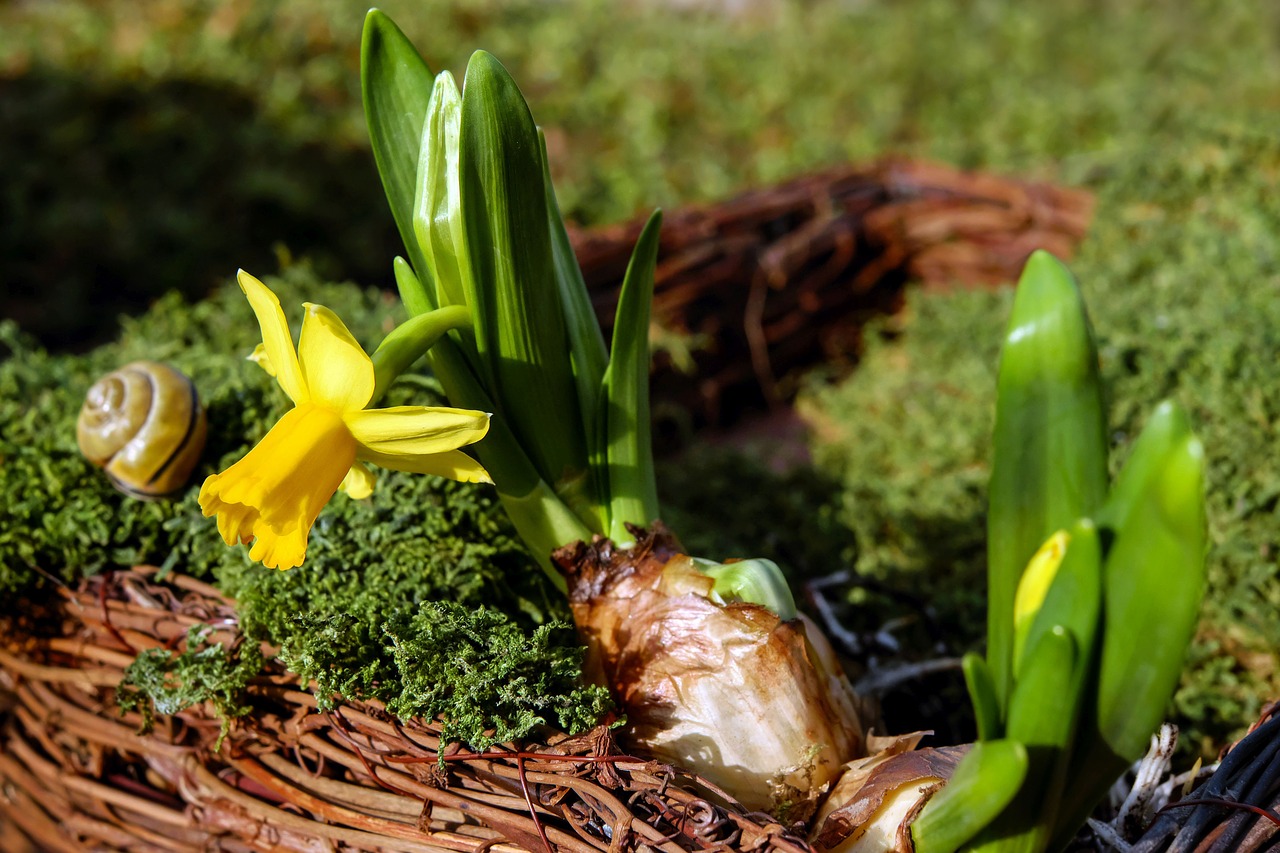 Narcizas, Gėlė, Žiedas, Žydėti, Gėlės, Geltona, Daffodil, Geltona Gėlė, Šviesus, Saulė