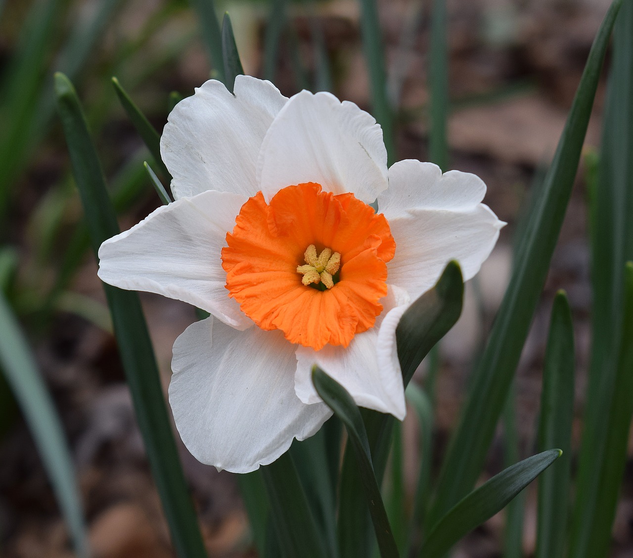 Narcizas, Daffodil, Gėlė, Žiedas, Žydėti, Lemputė, Sodas, Gamta, Pavasaris, Oranžinė