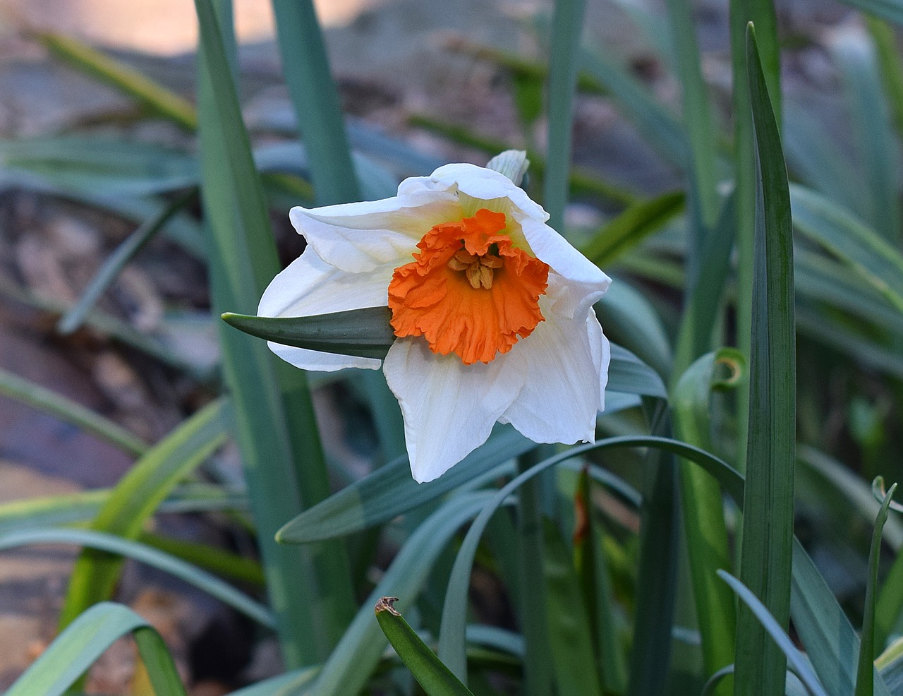 Narcizas, Daffodil, Gėlė, Žiedas, Žydėti, Lemputė, Sodas, Gamta, Pavasaris, Oranžinė