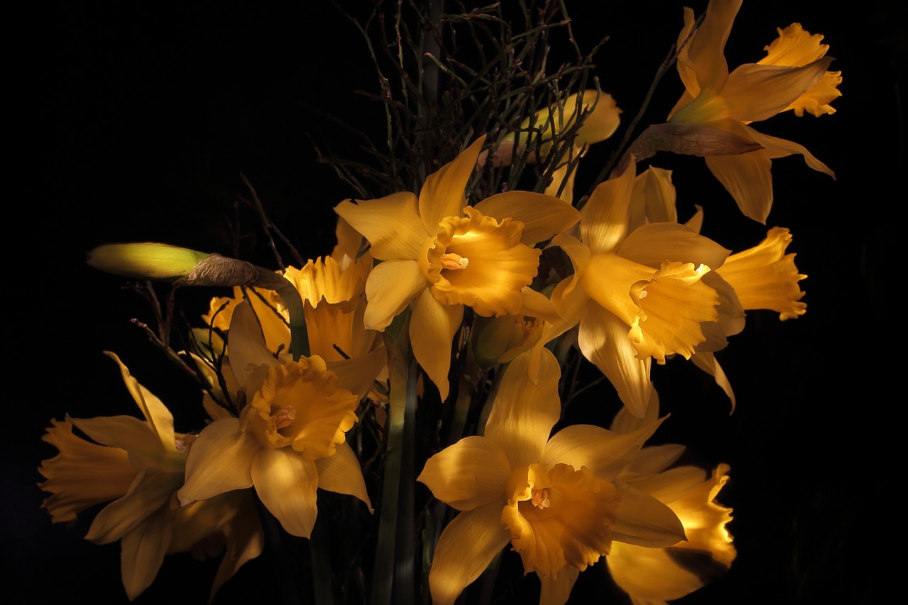 Narcizas, Daffodil, Pavasaris, Narcissus Pseudonarcissus, Velykos, Gamta, Žiedas, Žydėti, Geltona, Gėlės