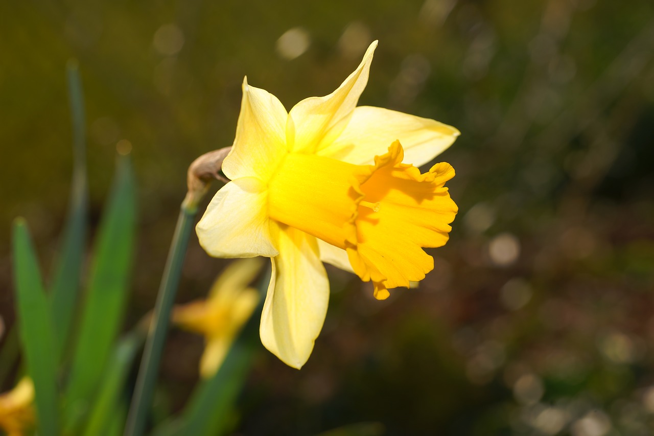 Narcizas, Daffodil, Geltona, Žiedas, Žydėti, Pavasaris, Narcissus Pseudonarcissus, Gamta, Pavasario Gėlė, Pavasaris