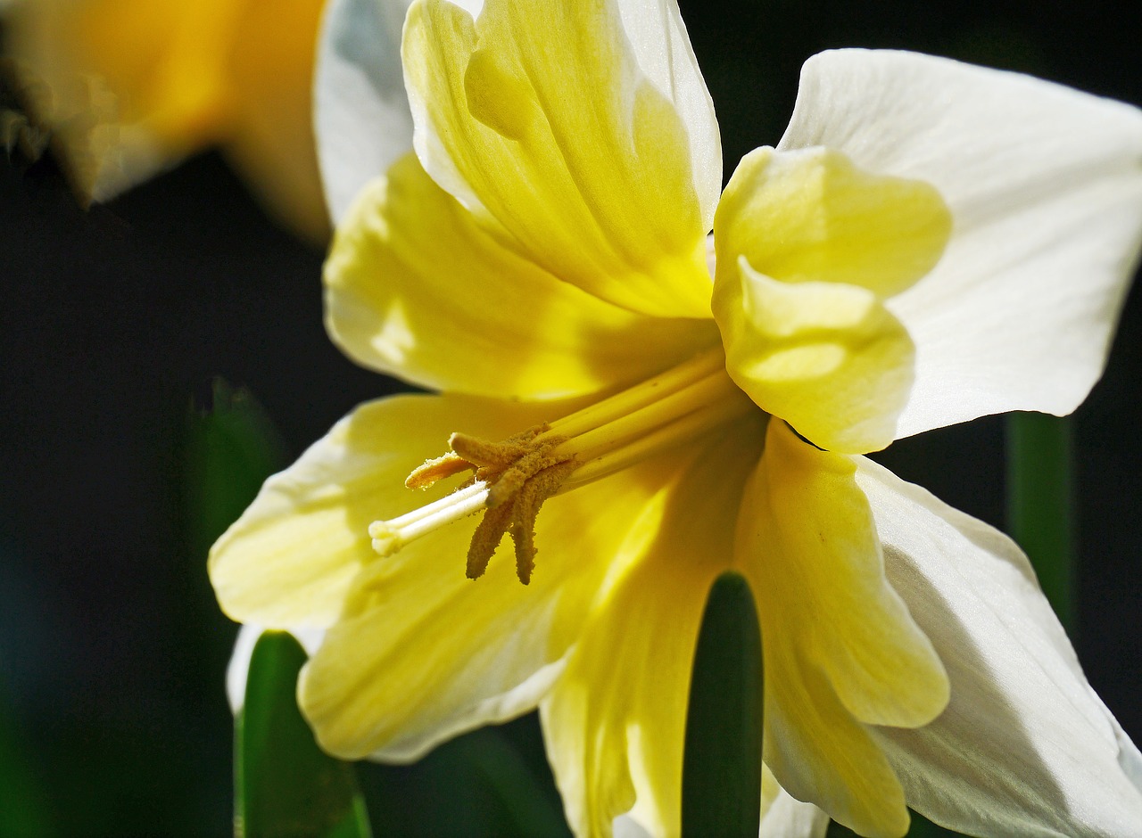 Narcizas, Daffodil, Geltona, Pavasaris, Žiedas, Žydėti, Gėlės, Gamta, Pavasario Gėlės, Pavasario Pranašys