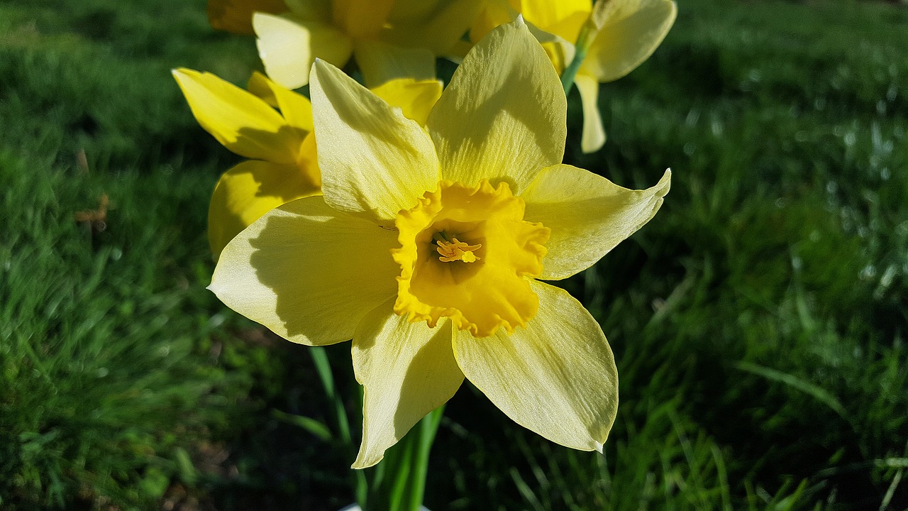 Narcizas, Daffodil, Narcizo Gėlė, Geltonos Narcizai, Daffoadndilly, Jonquil, Narcizai, Narcizai Gėlės, Gėlė, Pavasaris