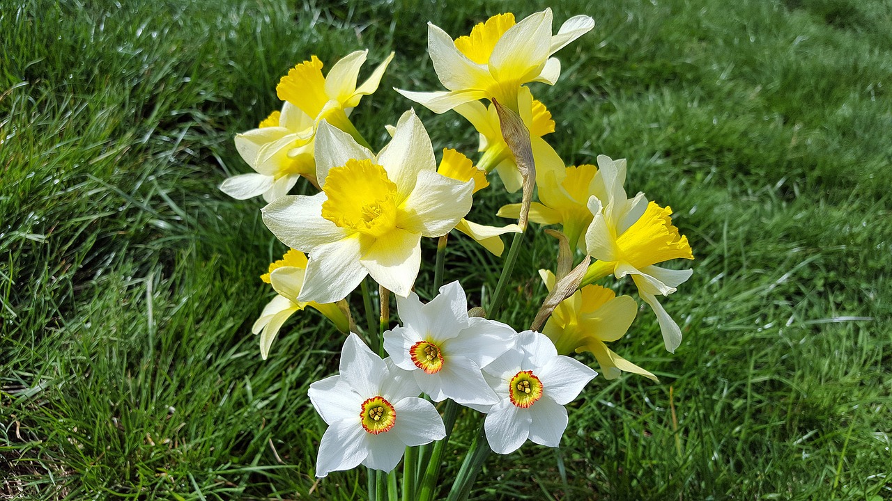 Narcizas, Daffodil, Narcizų Puokštė, Narcizo Gėlė, Geltonos Narcizai, Daffoadndilly, Jonquil, Narcizai, Narcizai Gėlės, Gėlė