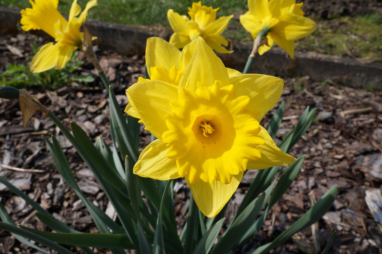 Narcizas, Daffodil, Geltona, Pavasaris, Žiedas, Žydėti, Gėlė, Narcissus Pseudonarcissus, Gamta, Flora