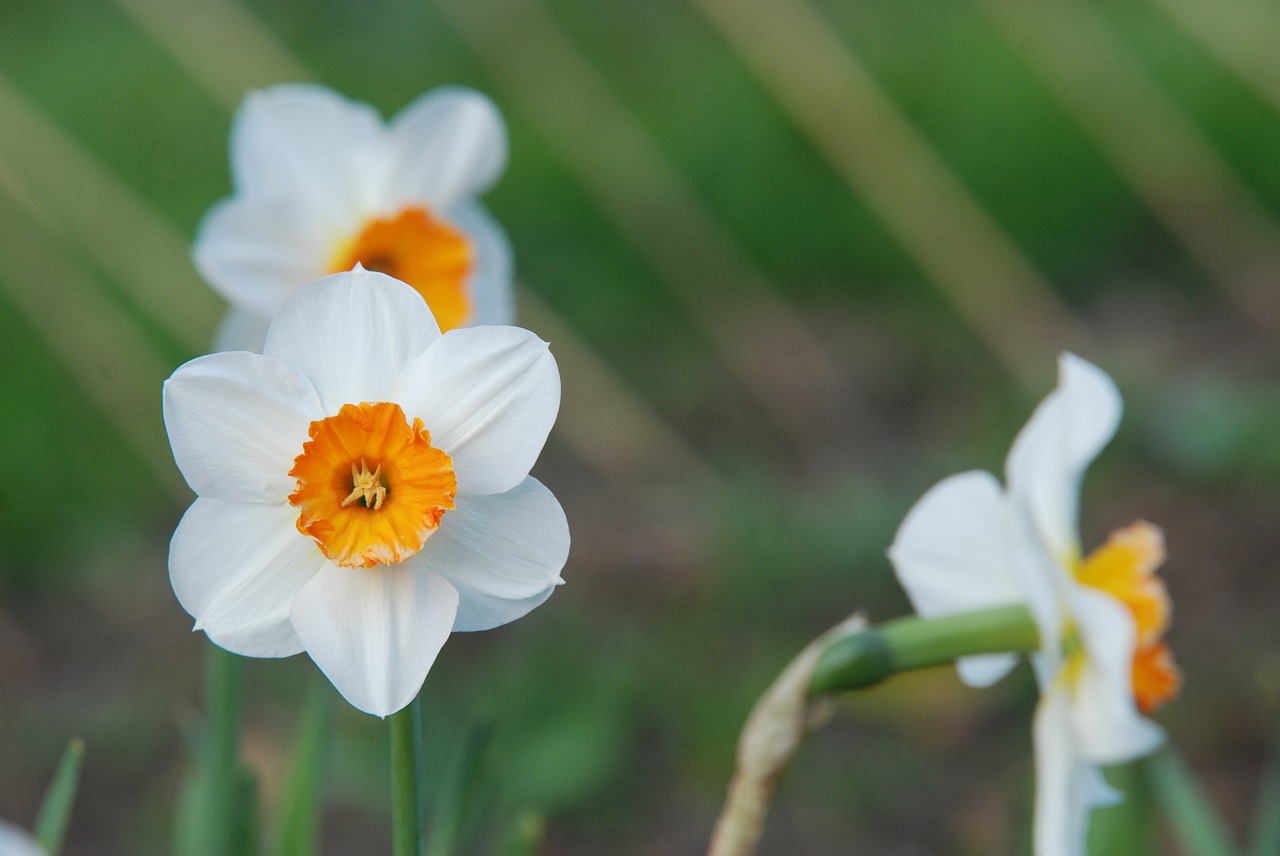 Narcizas, Gėlė, Nemokamos Nuotraukos,  Nemokama Licenzija