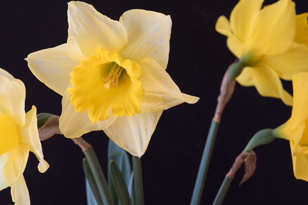 Narcizas, Geltona, Narcissus Pseudonarcissus, Gėlės, Žiedlapiai, Pistil, Uždaryti, Žydėti Dafėjai, Schnittblume, Pavasario Gėlės