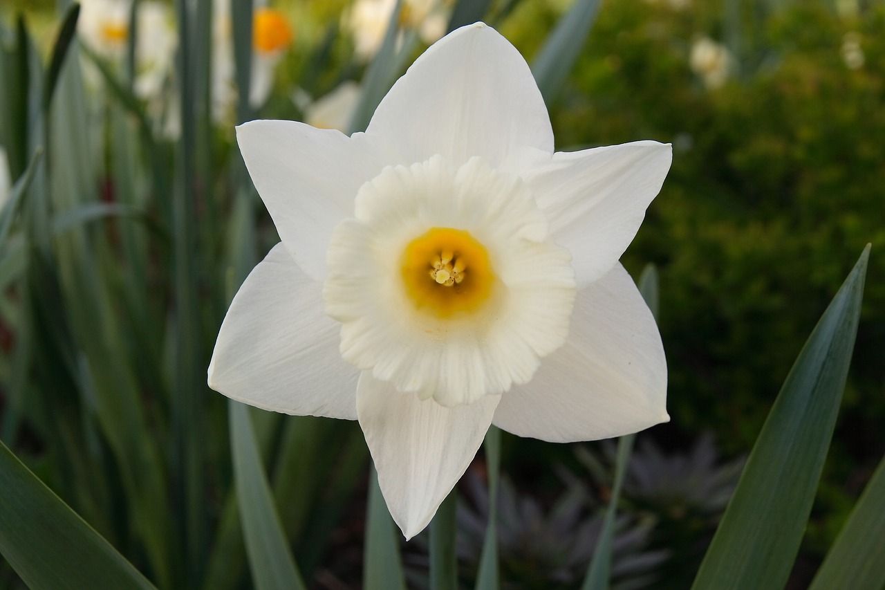 Narcizas, Gėlė, Balta, Gėlės, Augalas, Iš Arti, Žydėti, Sodo Gėlė, Graži Gėlė, Flora