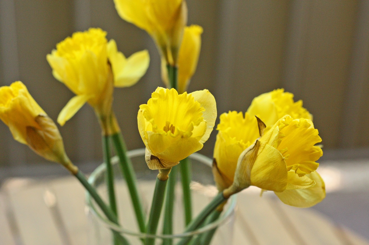 Narcizas, Daffodil, Pavasaris, Šviežias, Gėlė, Pavasaris, Gėlių, Puokštė, Krūva, Dekoruoti