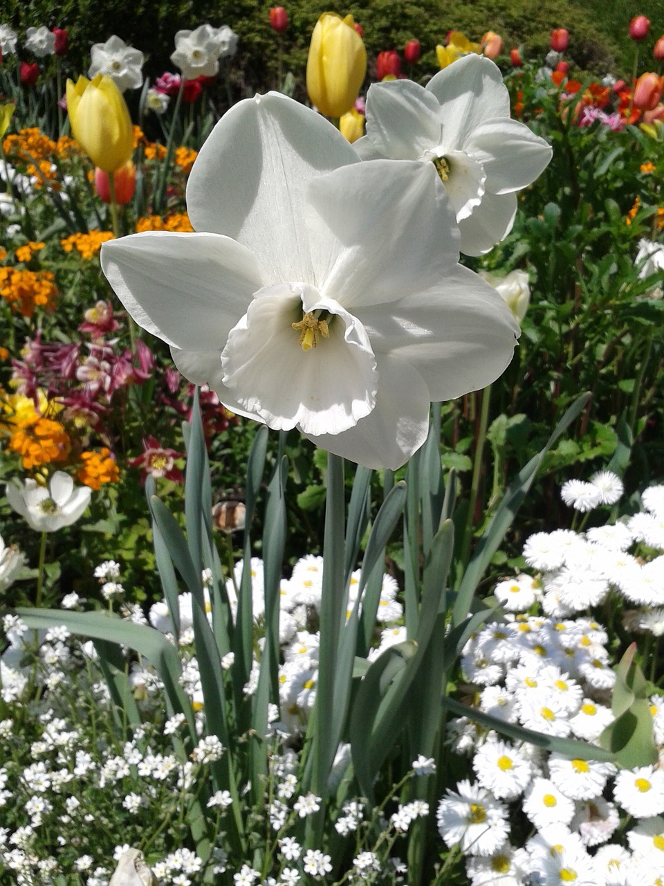Narcizas, Balta, Žiedas, Žydėti, Pavasaris, Gėlė, Geltona, Daffodil, Augalas, Baltas Narcizas