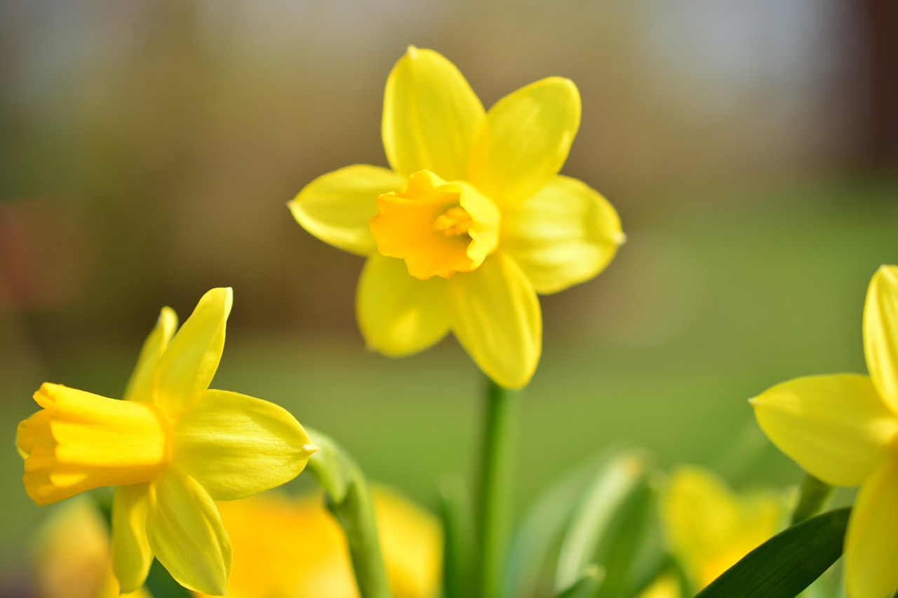 Narcizas, Daffodil, Gėlė, Žiedas, Žydėti, Geltona, Pavasaris, Augalas, Narcissus Pseudonarcissus, Nemokamos Nuotraukos