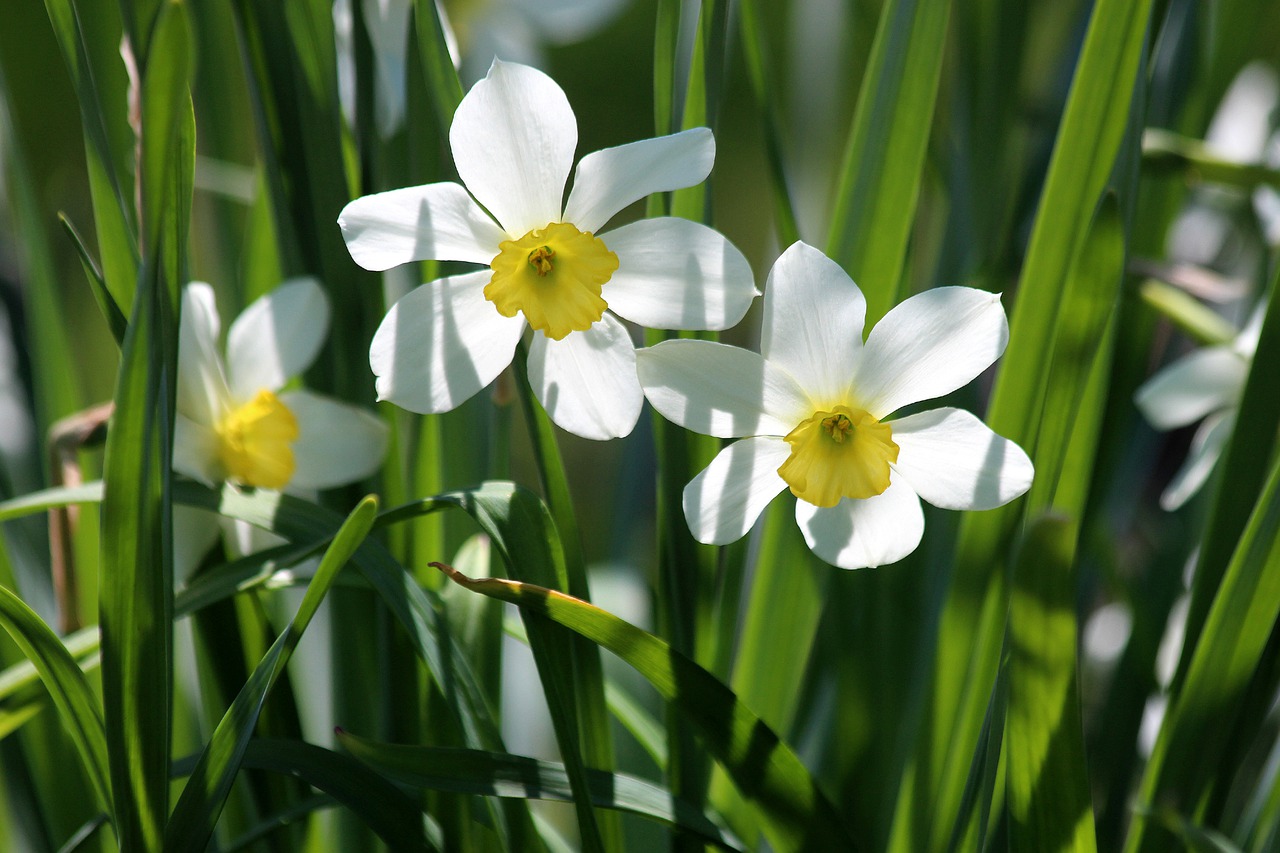 Narcizas, Gėlė, Augalas, Gamta, Žolė, Sodo Gėlės, Vasara, Gražios Gėlės, Iš Arti, Flora