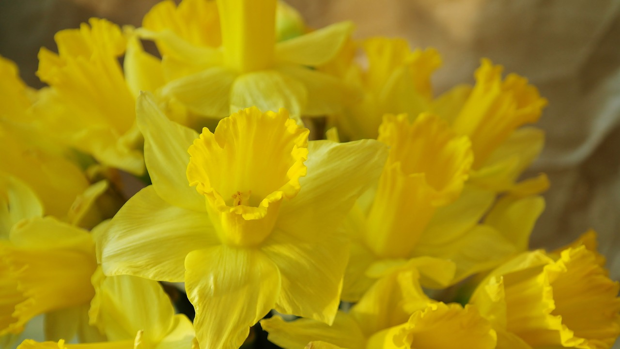 Narcizas,  Narcissus Pseudonarcissus,  Gamta,  Gėlė,  Augalas,  Šviesus,  Lapai,  Sezonas,  Gėlės,  Sodas