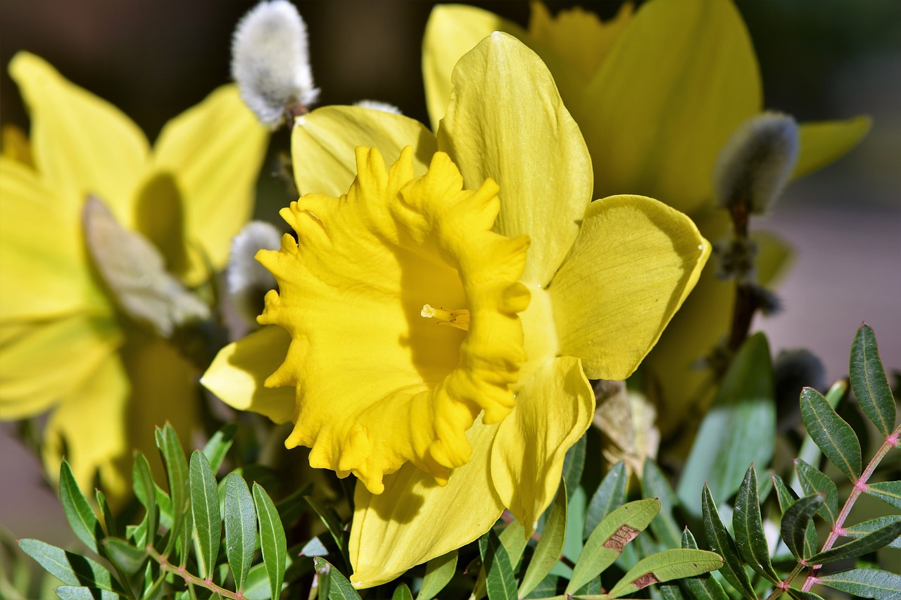 Narcizas,  Daffodil,  Narcissus Pseudonarcissus,  Pavasario Gėlės,  Pavasaris,  Pavasario Pranašys,  Pavasaris,  Geltona,  Žiedas,  Žydėti