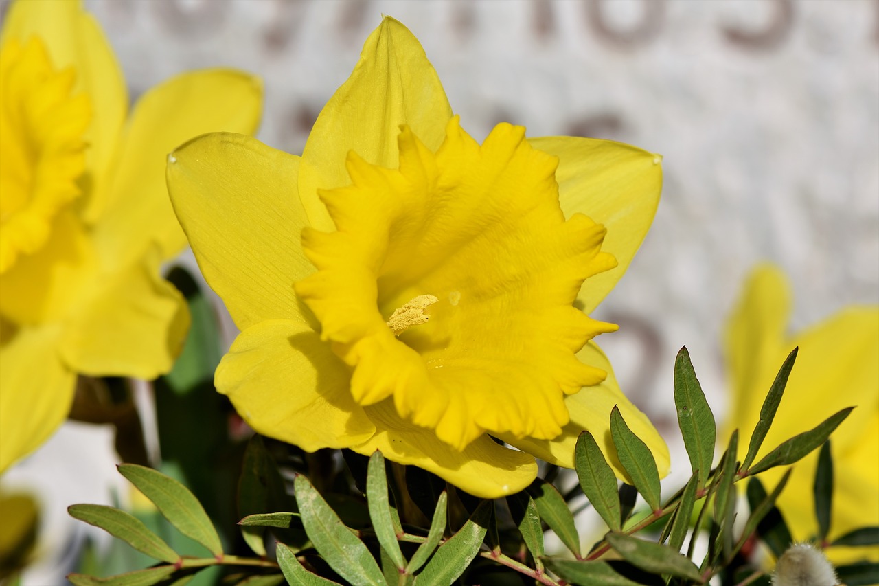 Narcizas,  Daffodil,  Narcissus Pseudonarcissus,  Pavasario Gėlės,  Pavasaris,  Pavasario Pranašys,  Pavasaris,  Geltona,  Žiedas,  Žydėti