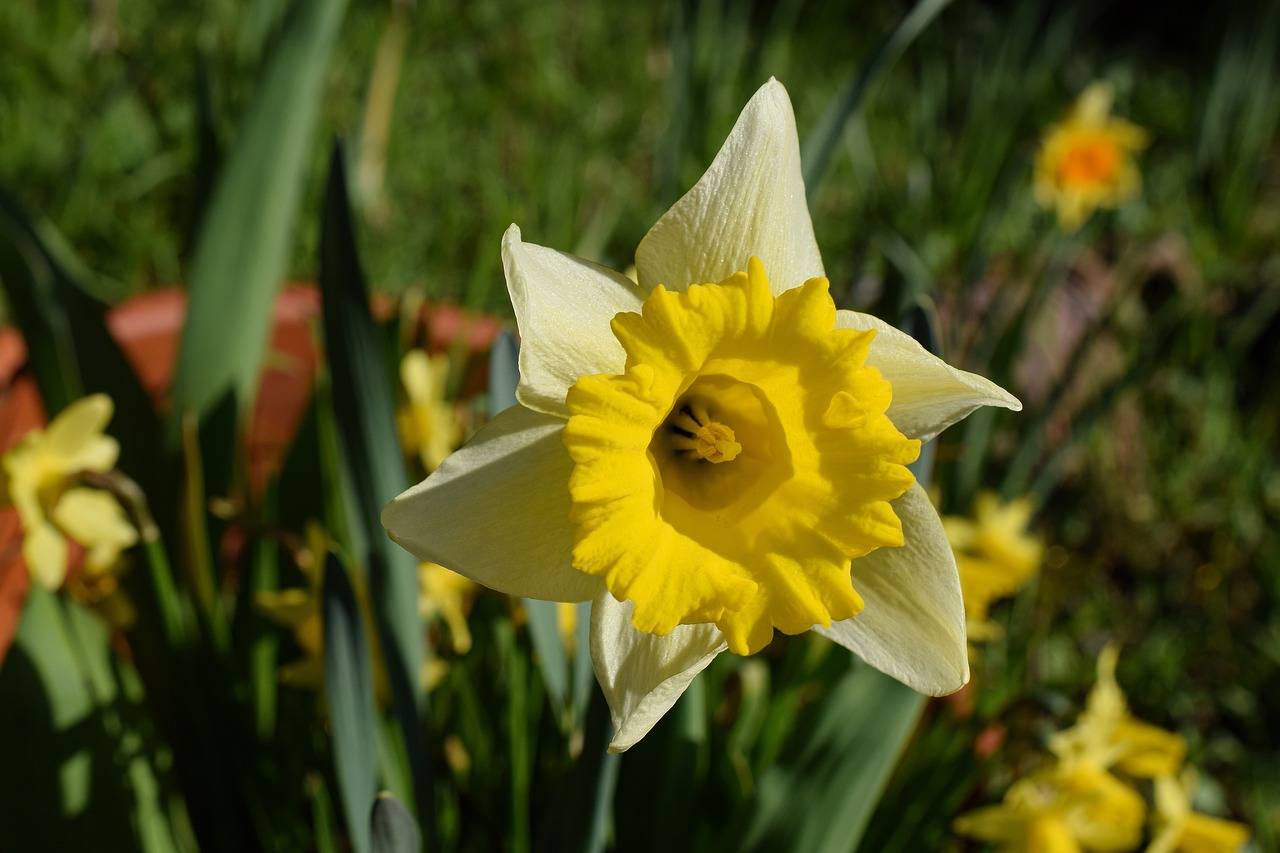 Narcizas,  Narcissus Pseudonarcissus,  Gėlių Galva,  Uždaryti,  Pavasario Gėlės,  Geltonos Gėlės,  Geltona Pavasario Gėlė,  Ankstyvas Bloomer,  Žiedas,  Žydėti