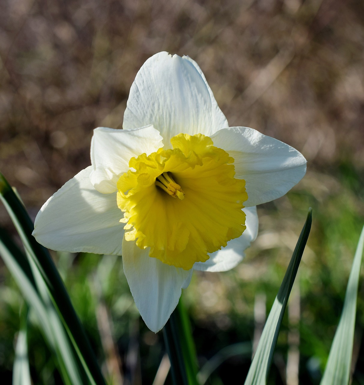 Narcizas,  Narcissus Pseudonarcissus,  Pavasaris,  Uždaryti,  Pavasario Gėlės,  Geltonos Gėlės,  Geltona Pavasario Gėlė,  Ankstyvas Bloomer,  Žiedas,  Žydėti