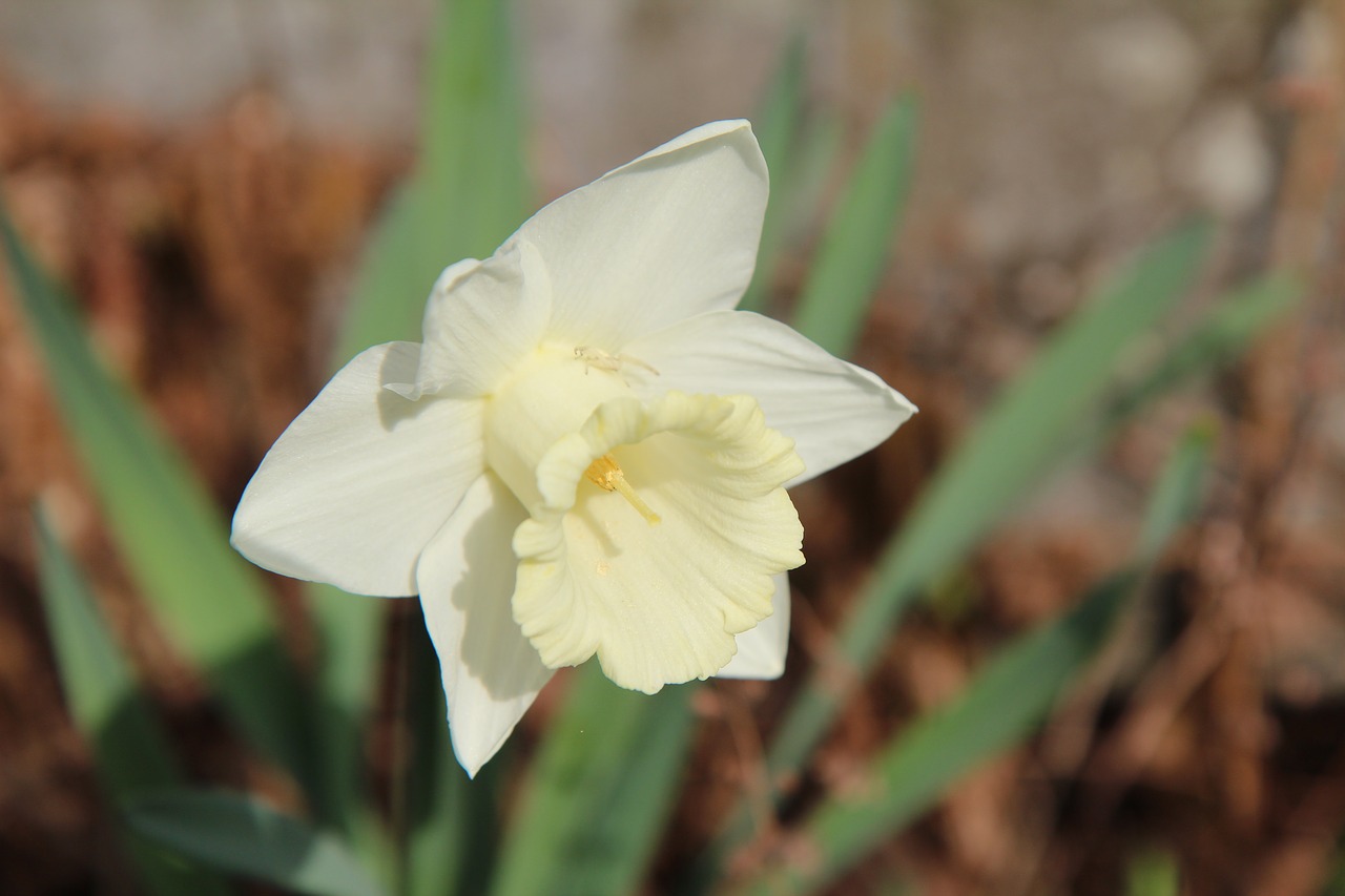 Narcizas,  Narcizas Baltos Spalvos,  Balta Gėlė,  Pavasaris, Nemokamos Nuotraukos,  Nemokama Licenzija