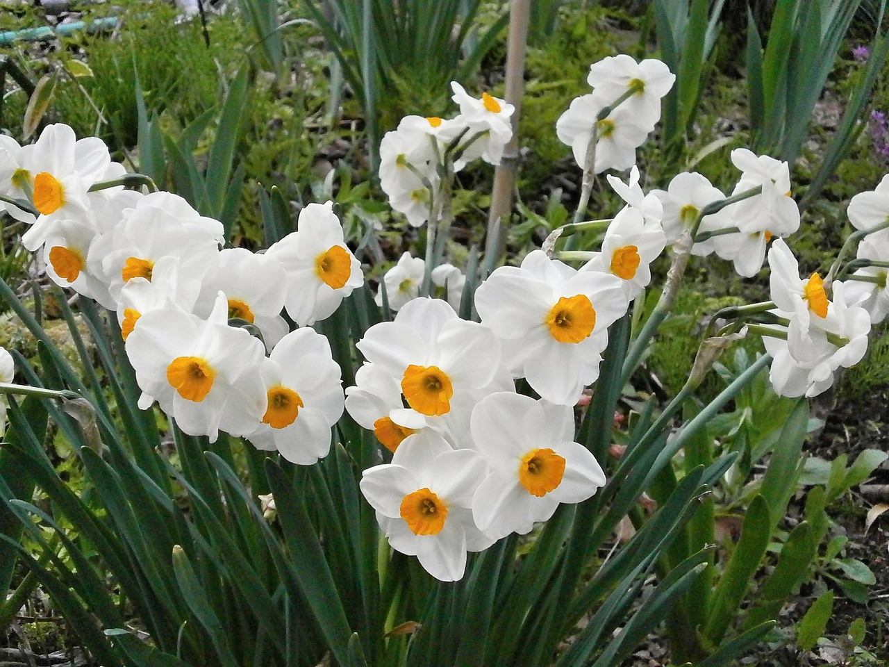 Narcizas, Pavasario Gėlės, Nemokamos Nuotraukos,  Nemokama Licenzija