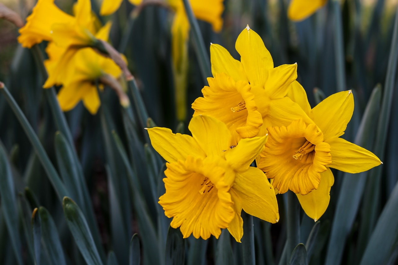 Narcizas, Daffodil, Bulviniai Daugiamečiai Augalai, Geltona, Gėlė, Pavasaris, Sodas, Augalas, Vasara, Žydėjimo Lemputė