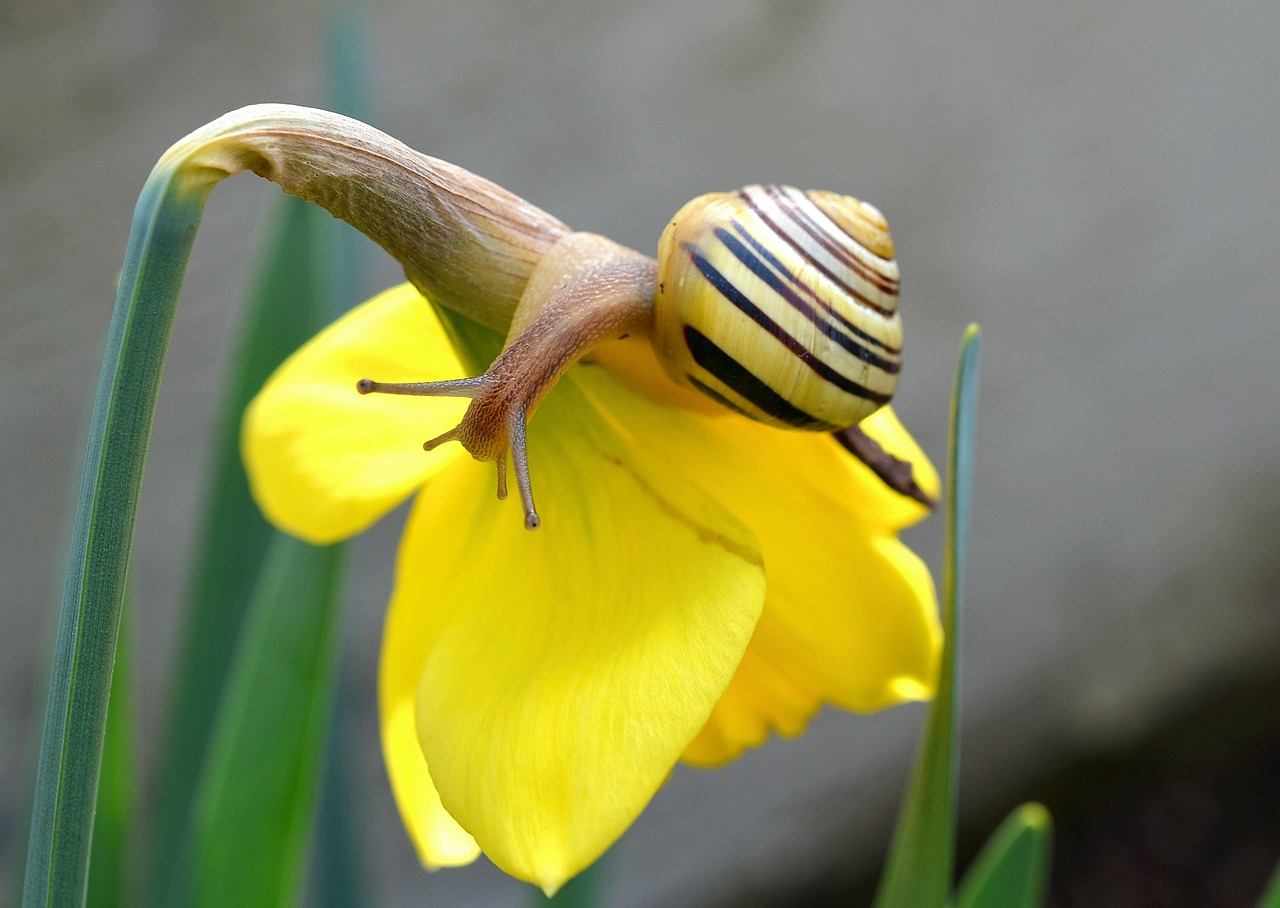 Narcizas, Pavasaris, Sraigė, Daffodil, Žiedas, Žydėti, Geltona, Uždaryti, Makro, Nemokamos Nuotraukos