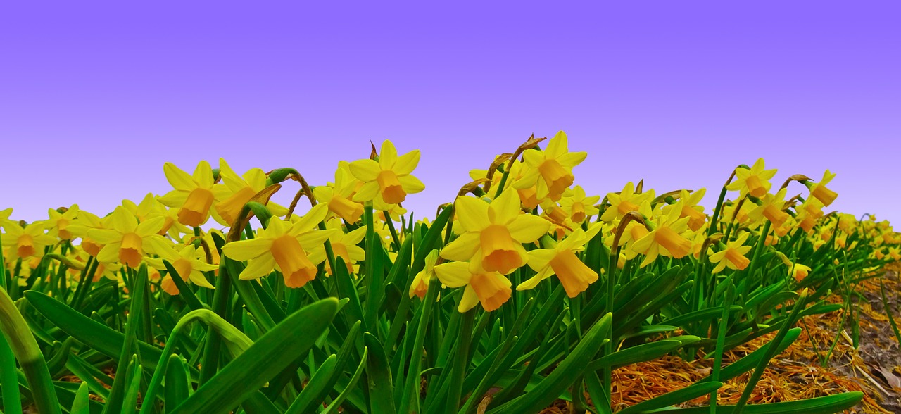 Narcizas, Laukas, Daffodil, Plantacija, Auginimas, Dafodilo Laukas, Gėlė, Žiedas, Žydėti, Geltona