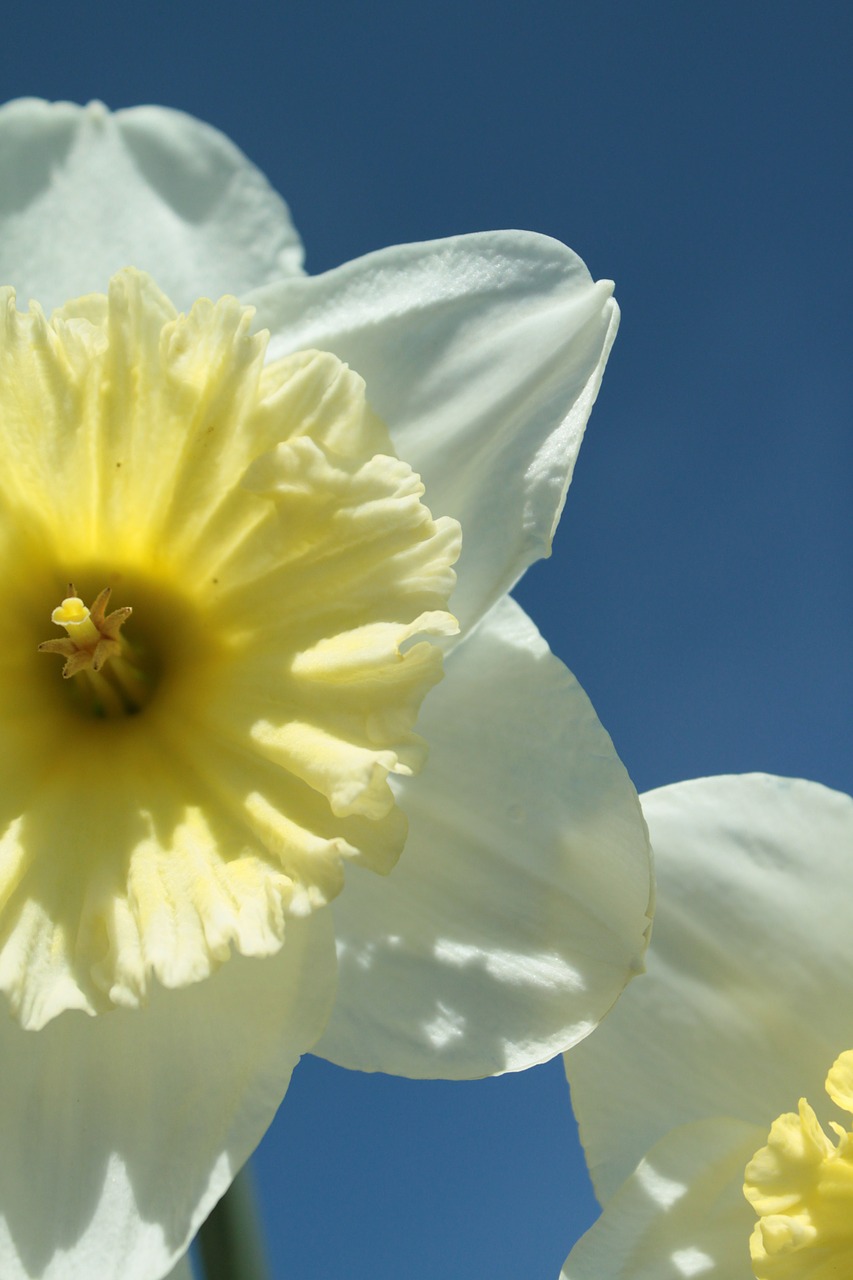 Narcizas, Geltona, Pavasaris, Daffodil, Gėlė, Žiedas, Žydėti, Uždaryti, Geltona Gėlė, Velykos