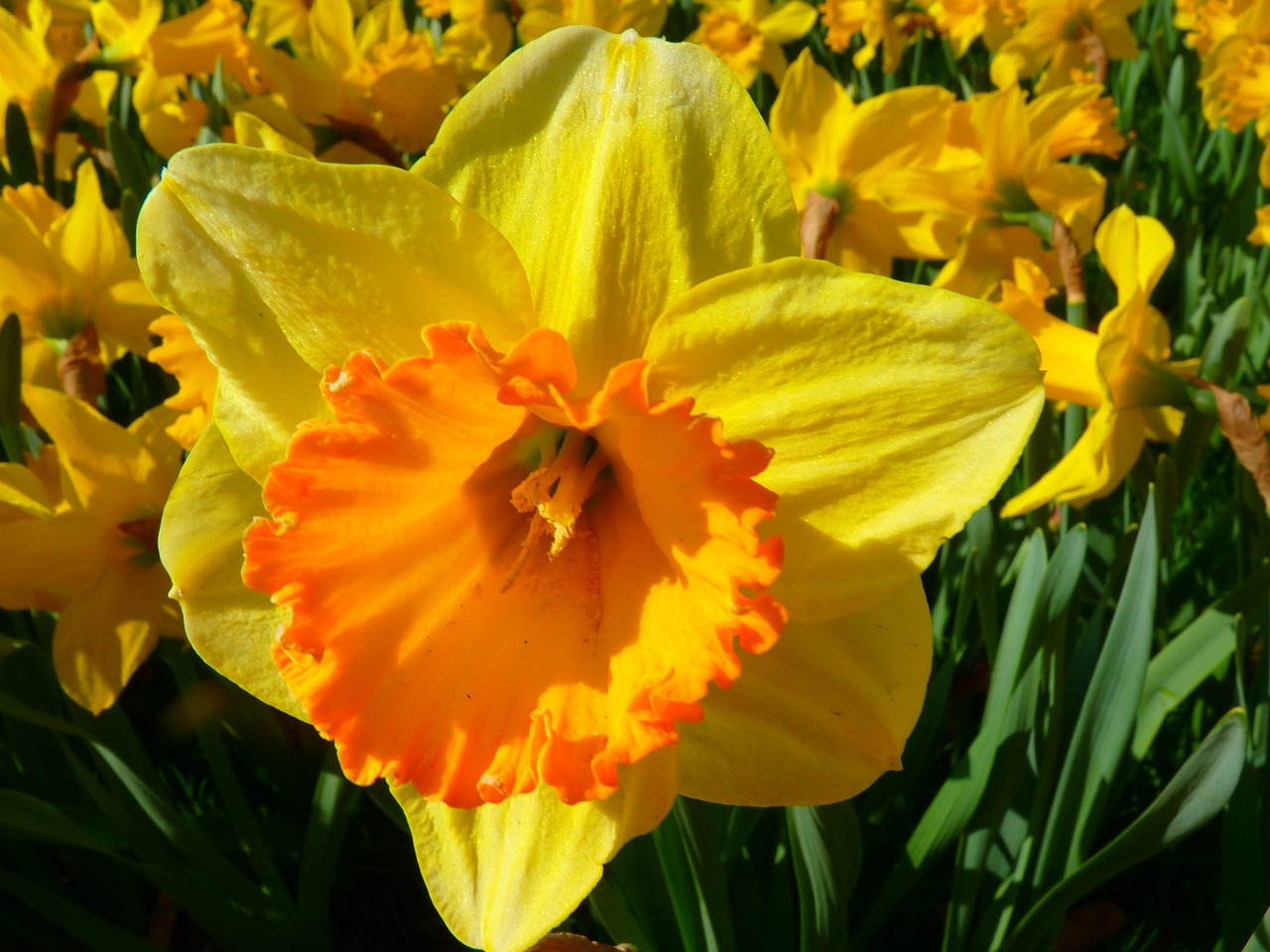 Narcizas, Daffodil, Gėlė, Žiedas, Žydėti, Geltona, Pavasaris, Nemokamos Nuotraukos,  Nemokama Licenzija