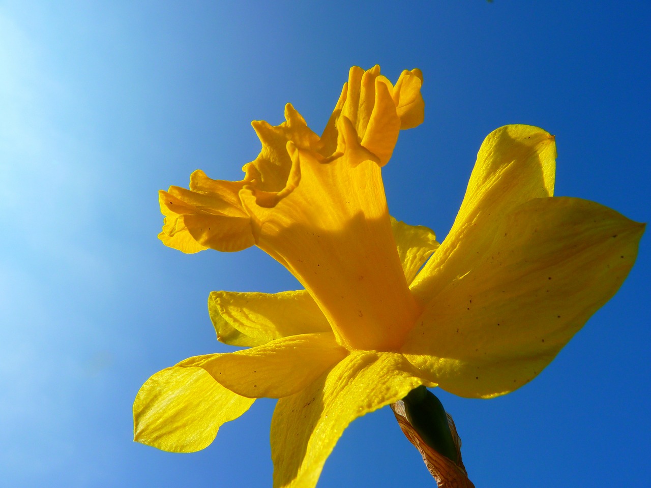 Narcizas, Daffodil, Gėlė, Žiedas, Žydėti, Geltona, Pavasaris, Nemokamos Nuotraukos,  Nemokama Licenzija