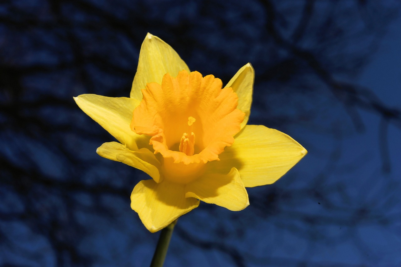 Narcizas, Daffodil, Geltona, Pavasaris, Žiedas, Žydėti, Gėlė, Augalas, Narcissus Pseudonarcissus, Gamta