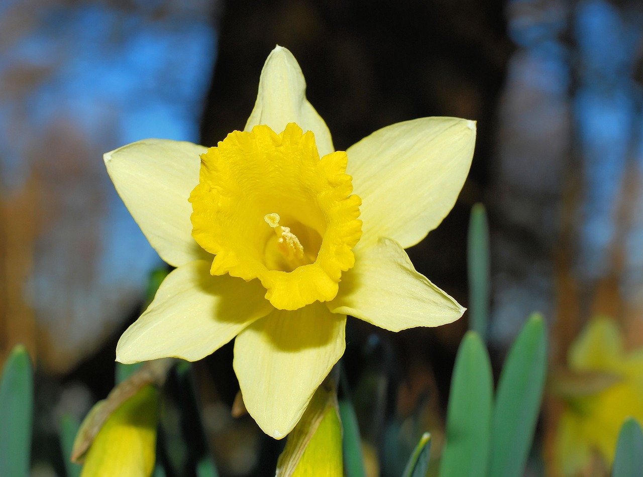Narcizas, Daffodil, Geltona, Pavasaris, Žiedas, Žydėti, Gėlė, Augalas, Narcissus Pseudonarcissus, Gamta