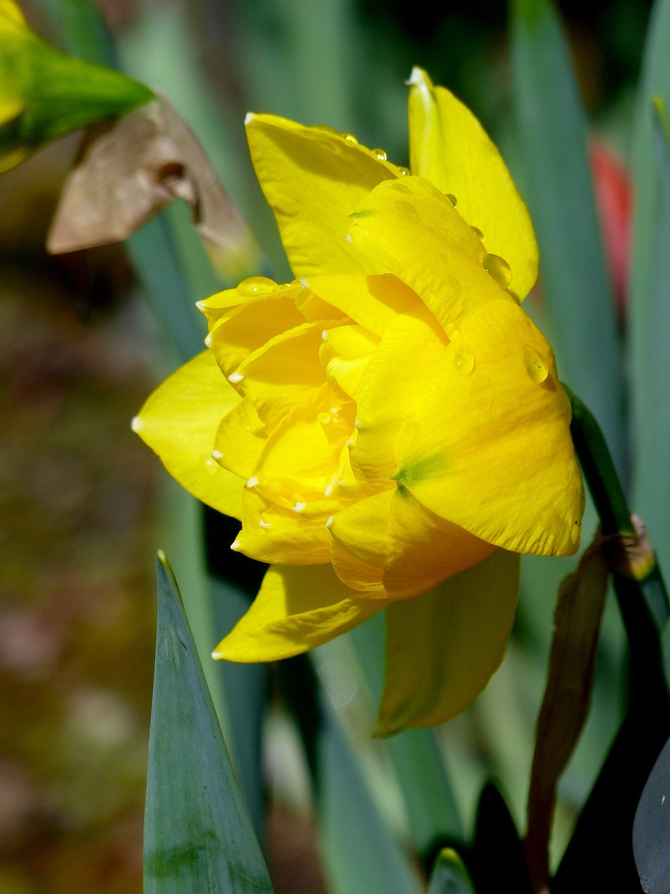 Narcizas, Daffodil, Pavasaris, Gėlė, Geltona, Sodas, Velykos, Pavasaris, Žiedas, Natūralus